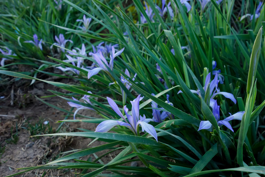 马兰花