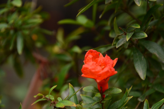 石榴树开花