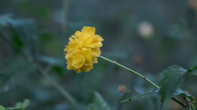 一支黄色花朵