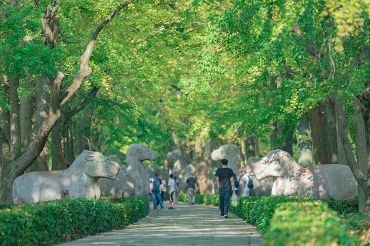 明孝陵石象路