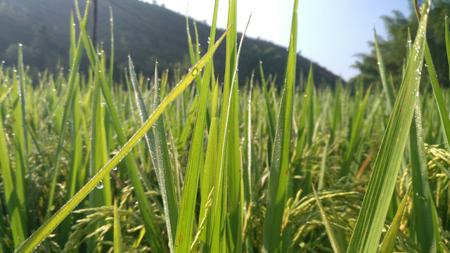 稻田
