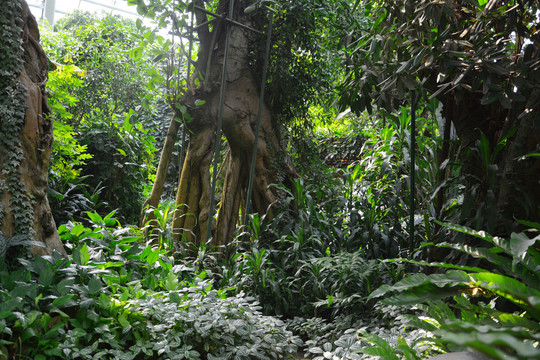 热带植物