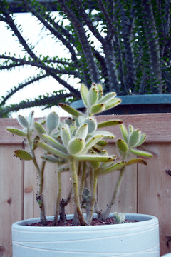 褐斑伽蓝盆栽