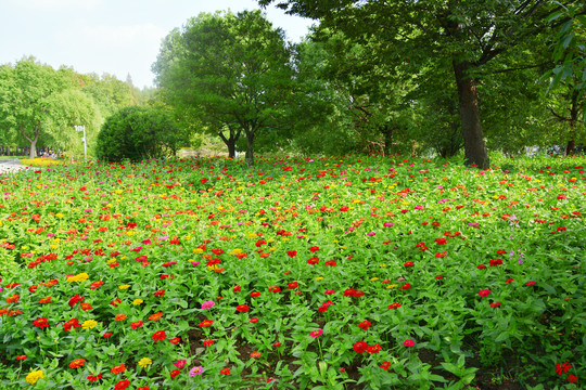 百日菊花田