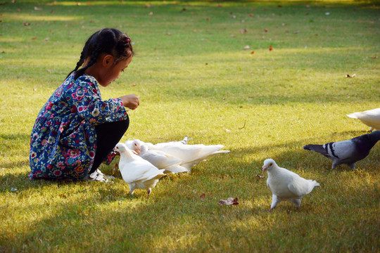 公园鸽子与小女孩