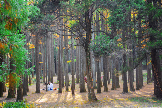 阳光水杉林