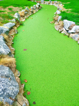 绿色沼泽水