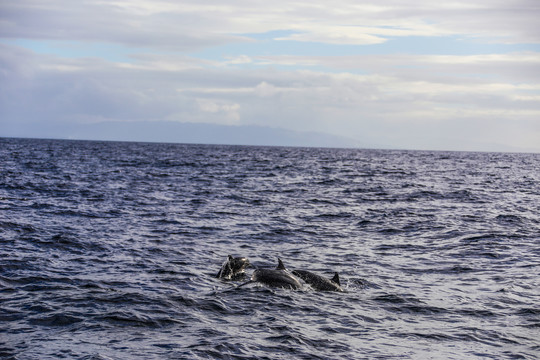 菲律宾薄荷岛出海看海豚