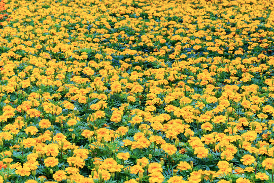 黄花背景