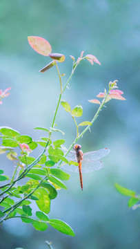 小憩的蜻蜓