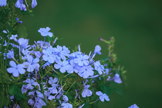 蓝雪花