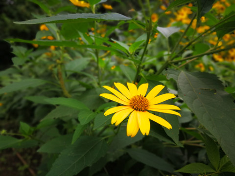 黄金菊