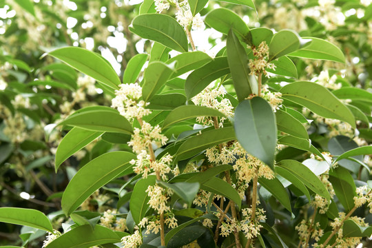 金秋桂花香桂花盛开