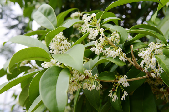 桂花满树