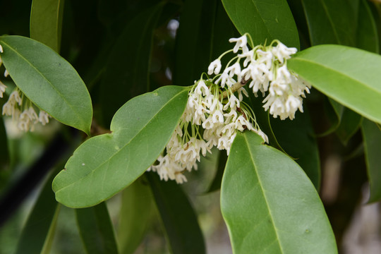 桂花满树