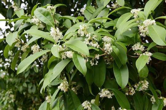 桂花满树