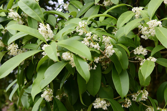 桂花满树