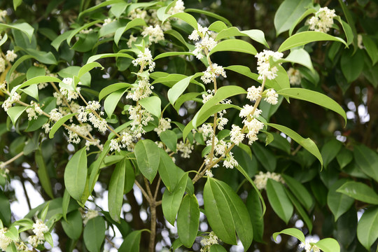 桂花树