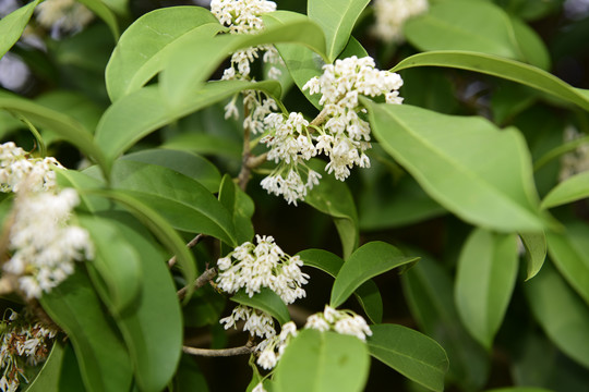 桂花树