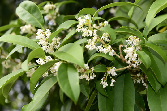 桂花树