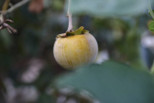 长在树上的柿子