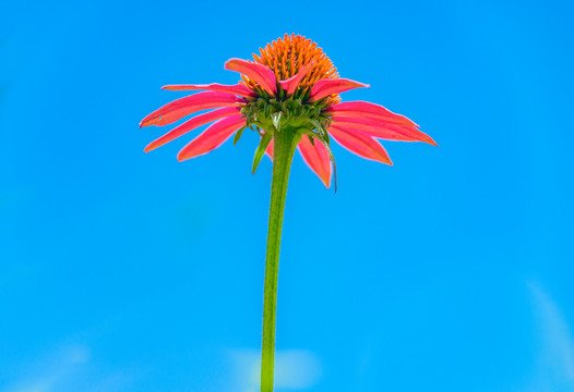 紫红色的小菊花