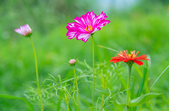 小菊花