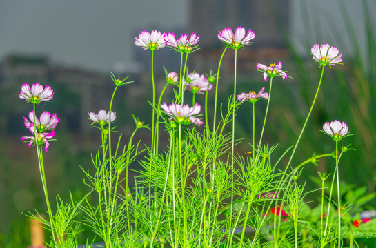 小菊花