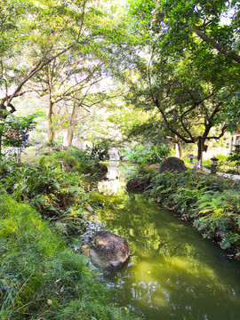 河流小溪植物