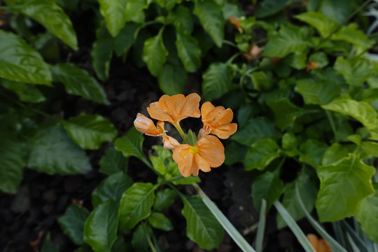 鸟尾花