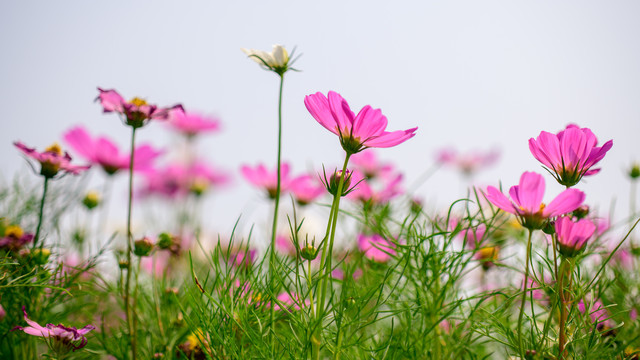 格桑花