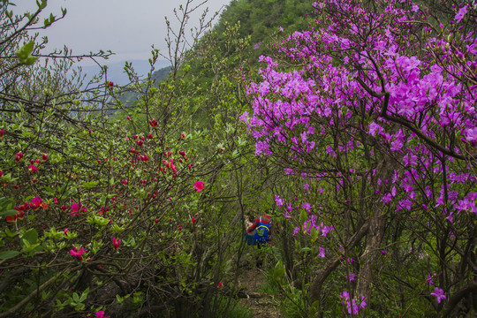 庐山双剑峰杜鹃花