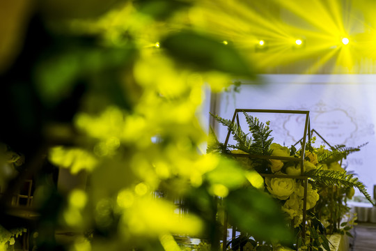 婚礼会场植物