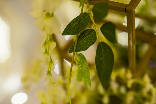 婚礼会场植物
