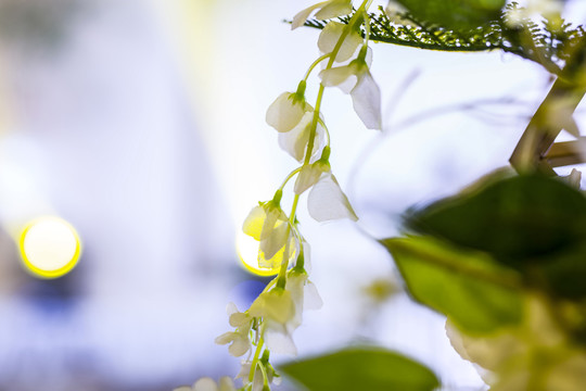 婚礼会场植物