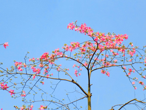 木棉花