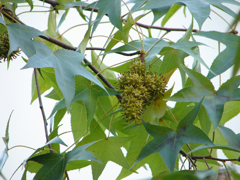 枫香树圆球形头状果序和枝叶