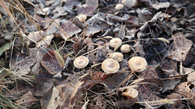 森林里野生蘑菇