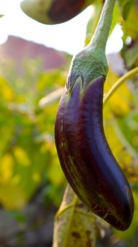 农家紫茄子