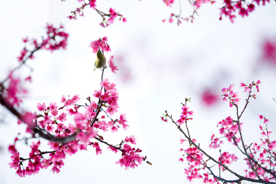 中国红樱花