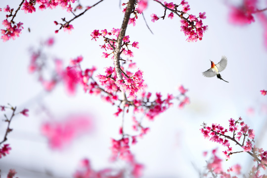 中国红樱花