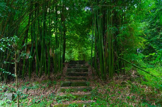 宜昌三峡竹海风景区夏日风光