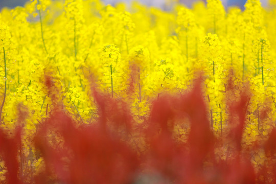 油菜花