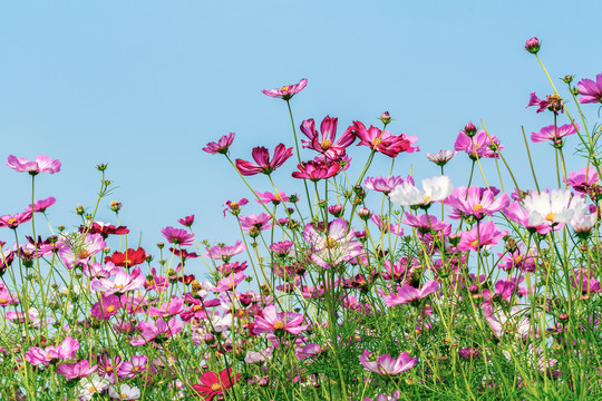 格桑花