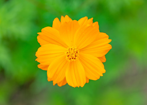 黄色小菊花特写