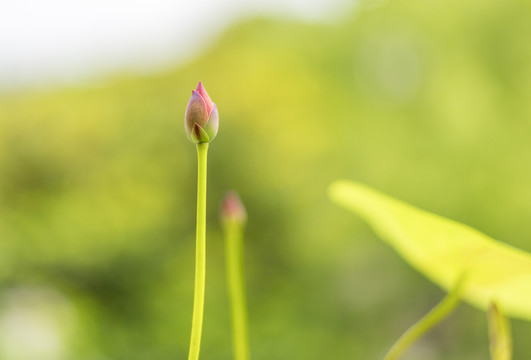 小荷花花苞