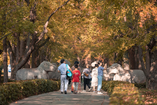 南京石象路神道秋景