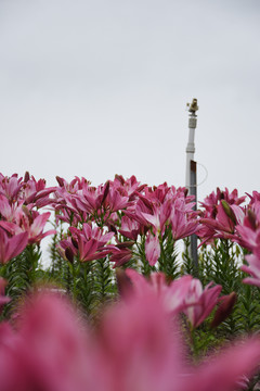 百合花田