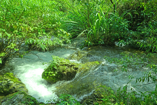 荔波小七孔景区响水河石上森林