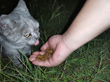 深夜在草地上喂食流浪猫